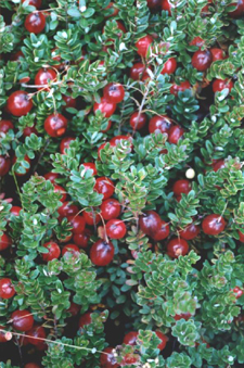 Berries on the Vine