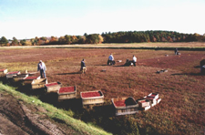 Dry Harvest